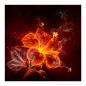Preview: Eine Hibiskusblüte aus Feuer symbolisiert Leidenschaft und die vergängliche Schönheit der Natur.
