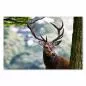 Preview: Ein majestätischer Hirsch mit imposantem Geweih blickt aus dem Wald hervor. Preview: Ein majestätischer Hirsch mit imposantem Geweih blickt aus dem Wald hervor.