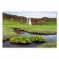 Preview: Wasserfall in Island, gelbe Sumpfdotterblumen am Ufer, beeindruckend. Preview: Wasserfall in Island, gelbe Sumpfdotterblumen am Ufer, beeindruckend.