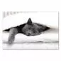 Preview: Eine graue Katze liegt entspannt im Bett - ein gemütliches Motiv für Tierliebhaber. Preview: Eine graue Katze liegt entspannt im Bett - ein gemütliches Motiv für Tierliebhaber.
