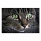Preview: Nahaufnahme: Getigerte Katze mit grünen Augen, weiches Fell, Schnurrhaare.