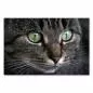 Preview: Nahaufnahme: Getigerte Katze mit grünen Augen, weiches Fell, Schnurrhaare. Preview: Nahaufnahme: Getigerte Katze mit grünen Augen, weiches Fell, Schnurrhaare.