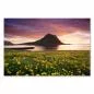 Preview: Kirkjufell in Island im Licht des Sonnenuntergangs, Feld mit gelben Blumen. Preview: Kirkjufell in Island im Licht des Sonnenuntergangs, Feld mit gelben Blumen.