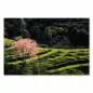 Preview: Ein einzelner Kirschbaum in voller Blüte inmitten einer grünen Hügellandschaft - ein Anblick wie aus einem Traum. Preview: Ein einzelner Kirschbaum in voller Blüte inmitten einer grünen Hügellandschaft - ein Anblick wie aus einem Traum.
