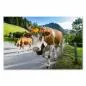 Preview: Kuhherde mit Blumenkränzen & Glocken, Alpenstraße, Almabtrieb. Preview: Kuhherde mit Blumenkränzen & Glocken, Alpenstraße, Almabtrieb.
