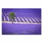 Preview: Ein einzelner Baum steht inmitten eines weitläufigen Lavendelfeldes mit violetten Blüten. Preview: Ein einzelner Baum steht inmitten eines weitläufigen Lavendelfeldes mit violetten Blüten.