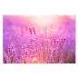 Preview: Lavendelfeld im Sonnenuntergang, violette Blüten, rosa & lila Himmel. Preview: Lavendelfeld im Sonnenuntergang, violette Blüten, rosa & lila Himmel.