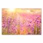 Preview: Lavendelfeld im Sonnenuntergang, violette Blüten, goldener Himmel.