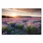 Preview: Lavendelfeld in voller Blüte im warmen Licht der untergehenden Sonne - malerische Landschaft. Preview: Lavendelfeld in voller Blüte im warmen Licht der untergehenden Sonne - malerische Landschaft.