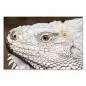 Preview: Nahaufnahme: Leguan, schuppige Haut, Auge, Stacheln - Reptilien. Preview: Nahaufnahme: Leguan, schuppige Haut, Auge, Stacheln - Reptilien.