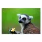 Preview: Lemur mit Obst in der Hand, große Augen, blickt in Kamera. Preview: Lemur mit Obst in der Hand, große Augen, blickt in Kamera.