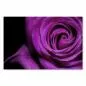 Preview: Ausdrucksstarke Nahaufnahme einer lila Rose vor dunklem Hintergrund, die Eleganz und Farbe zeigt. Preview: Ausdrucksstarke Nahaufnahme einer lila Rose vor dunklem Hintergrund, die Eleganz und Farbe zeigt.