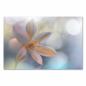 Preview: Zarte Lilienblüte, Pastellfarben, Bokeh-Effekt - Schönheit & Eleganz.