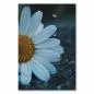 Preview: Weiße Margerite auf grauem Asphalt, Kontrast zwischen Blume & rauem Untergrund. Preview: Weiße Margerite auf grauem Asphalt, Kontrast zwischen Blume & rauem Untergrund.