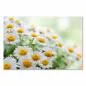 Preview: Meer aus weißen Margeriten, leuchtend gelbe Blütenköpfe, Sonnenlicht. Preview: Meer aus weißen Margeriten, leuchtend gelbe Blütenköpfe, Sonnenlicht.