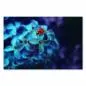 Preview: Ein roter Marienkäfer mit schwarzen Punkten sitzt auf einer strahlend blauen Blüte, auf der glitzernde Wassertropfen funkeln. Der Hintergrund ist in dunklen Blautönen gehalten. Preview: Ein roter Marienkäfer mit schwarzen Punkten sitzt auf einer strahlend blauen Blüte, auf der glitzernde Wassertropfen funkeln. Der Hintergrund ist in dunklen Blautönen gehalten.
