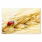 Preview: Roter Marienkäfer, goldene Getreideähre, Wassertropfen - Sommer & Natur.