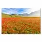 Preview: Ein Feld voller roter Mohnblumen in Italien - ein Bild voller Ruhe und Schönheit. Preview: Ein Feld voller roter Mohnblumen in Italien - ein Bild voller Ruhe und Schönheit.