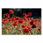 Preview: Ein rotes Mohnblumenfeld im Sonnenschein – die Kraft und Schönheit der Natur in einem Bild. Preview: Ein rotes Mohnblumenfeld im Sonnenschein – die Kraft und Schönheit der Natur in einem Bild.