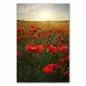 Preview: Ein Meer aus roten Mohnblumen erstrahlt im warmen Licht der untergehenden Sonne. Die Blüten wiegen sich sanft im Wind und erzeugen eine traumhafte, romantische Atmosphäre. Preview: Ein Meer aus roten Mohnblumen erstrahlt im warmen Licht der untergehenden Sonne. Die Blüten wiegen sich sanft im Wind und erzeugen eine traumhafte, romantische Atmosphäre.