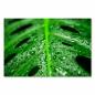 Preview: Makroaufnahme: Tropisches Monstera-Blatt, frische Wassertropfen, intensives Grün.
