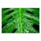 Preview: Makroaufnahme: Tropisches Monstera-Blatt, frische Wassertropfen, intensives Grün. Preview: Makroaufnahme: Tropisches Monstera-Blatt, frische Wassertropfen, intensives Grün.