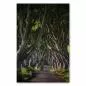 Preview: Allee der Dark Hedges (Irland), knorrige Buchenbäume, mystische Atmosphäre, Sonnenlicht. Preview: Allee der Dark Hedges (Irland), knorrige Buchenbäume, mystische Atmosphäre, Sonnenlicht.
