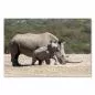 Preview: Nashornbaby & Mutter grasen im trockenen Gras, afrikanische Savanne. Preview: Nashornbaby & Mutter grasen im trockenen Gras, afrikanische Savanne.