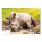 Preview: Ein Nashorn suhlt sich im Schlamm, während ein Vogel auf seinem Rücken sitzt - eine faszinierende Wildlife-Fotografie. Preview: Ein Nashorn suhlt sich im Schlamm, während ein Vogel auf seinem Rücken sitzt - eine faszinierende Wildlife-Fotografie.