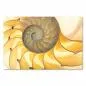 Preview: Detailreiche Nahaufnahme einer goldenen Nautilus-Muschel zeigt faszinierende Geometrie. Preview: Detailreiche Nahaufnahme einer goldenen Nautilus-Muschel zeigt faszinierende Geometrie.