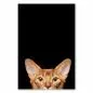 Preview: Katze mit bernsteinfarbenen Augen, neugieriger Blick, schwarzer Hintergrund. Preview: Katze mit bernsteinfarbenen Augen, neugieriger Blick, schwarzer Hintergrund.