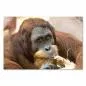Preview: Ein Orang-Utan sitzt im Vordergrund und hält einen Stock im Mund. Preview: Ein Orang-Utan sitzt im Vordergrund und hält einen Stock im Mund.