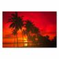 Preview: Silhouette von Palmen, Strand, glühend roter Himmel bei Sonnenuntergang.