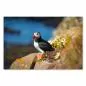 Preview: Papageientaucher auf Klippe, weiße Margeriten, Blick aufs Meer, Sonnenlicht. Preview: Papageientaucher auf Klippe, weiße Margeriten, Blick aufs Meer, Sonnenlicht.