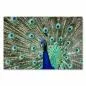 Preview: Pfau, farbenprächtiges Federkleid, blaue & grüne "Augen", faszinierendes Muster. Preview: Pfau, farbenprächtiges Federkleid, blaue & grüne "Augen", faszinierendes Muster.