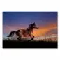Preview: Pferd galoppiert in Abendsonne, Silhouette vor farbenfrohem Himmel. Preview: Pferd galoppiert in Abendsonne, Silhouette vor farbenfrohem Himmel.