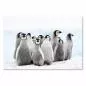 Preview: Eine Gruppe flauschiger Pinguin-Küken kuschelt sich im Schnee aneinander. Ihre großen Augen und der neugierige Blick lassen Herzen schmelzen. Preview: Eine Gruppe flauschiger Pinguin-Küken kuschelt sich im Schnee aneinander. Ihre großen Augen und der neugierige Blick lassen Herzen schmelzen.