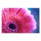 Preview: Nahaufnahme einer pinken Gerbera-Blüte, feine Strukturen und leuchtende Farben. Preview: Nahaufnahme einer pinken Gerbera-Blüte, feine Strukturen und leuchtende Farben.