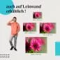 Preview: Leuchtende Schönheit: Pinke Blume | Postereck 1372 Preview: Leuchtende Schönheit: Pinke Blume | Postereck 1372
