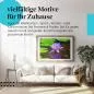 Preview: Seerose im Teich | Postereck 3034 Preview: Seerose im Teich | Postereck 3034