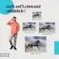 Preview: Pferd: Leinwandbild. Galoppierend, Freiheit, Stärke. Preview: Pferd: Leinwandbild. Galoppierend, Freiheit, Stärke.