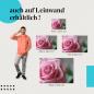 Preview: "Rosafarbene Rose" Leinwandbild. Finde die ideale Größe für dein Zuhause & setze Akzente mit Kunst!