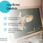 Preview: Leinwandbild "Schleiereule": Flug, Wald, Sonnenlicht - majestätisch & faszinierend. Preview: Leinwandbild "Schleiereule": Flug, Wald, Sonnenlicht - majestätisch & faszinierend.