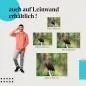 Preview: Seeadler: Leinwandbild. Baumstamm, Blick. Preview: Seeadler: Leinwandbild. Baumstamm, Blick.