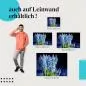 Preview: Blaue Traubenhyazinthen | Postereck 2722 Preview: Blaue Traubenhyazinthen | Postereck 2722