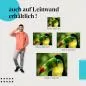 Preview: "Tukan" Leinwandbild. Ideale Größe, setze Akzente in deinem Zuhause! Preview: "Tukan" Leinwandbild. Ideale Größe, setze Akzente in deinem Zuhause!