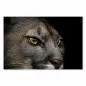 Preview: Nahaufnahme: Puma mit durchdringendem Blick, goldene Augen, Wildheit & Eleganz. Preview: Nahaufnahme: Puma mit durchdringendem Blick, goldene Augen, Wildheit & Eleganz.
