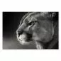 Preview: Schwarz-Weiß-Porträt: Puma im Profil, durchdringender Blick, wild & elegant. Preview: Schwarz-Weiß-Porträt: Puma im Profil, durchdringender Blick, wild & elegant.