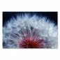 Preview: Makroaufnahme: Pusteblume, weiße Samen auf rotem Blütenboden - Detailreichtum. Preview: Makroaufnahme: Pusteblume, weiße Samen auf rotem Blütenboden - Detailreichtum.