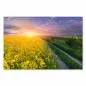 Preview: Ein Meer aus Blüten: Das gelbe Rapsfeld im Sonnenuntergang ist ein Traum! Preview: Ein Meer aus Blüten: Das gelbe Rapsfeld im Sonnenuntergang ist ein Traum!